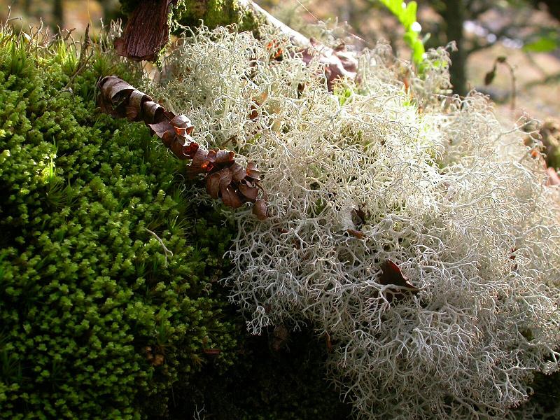 Wistman's Wood Moss and Lichen 2.jpg